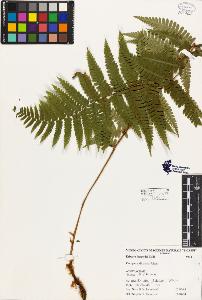 SW_BNB_s3080-00936_IMG-0000000001