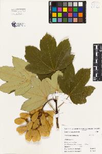 SW_BNB_s3080-01075_IMG-0000000001