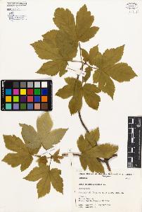 SW_BNB_s3080-01077_IMG-0000000001
