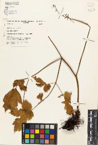 SW_BNB_s3080-01115_IMG-0000000001