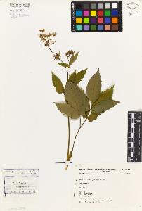 SW_BNB_s3080-01129_IMG-0000000001