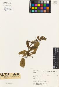 SW_BNB_s3080-01150_IMG-0000000001