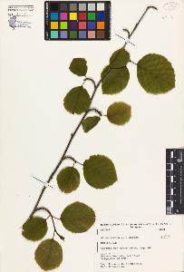SW_BNB_s3080-01206_IMG-0000000001