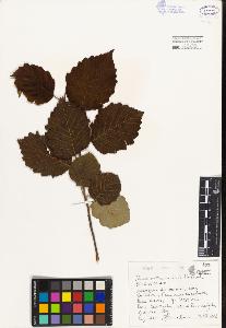 SW_BNB_s3080-01207_IMG-0000000001