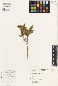 SW_BNB_s3080-01288_IMG-0000000001