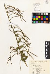 SW_BNB_s3080-01326_IMG-0000000001