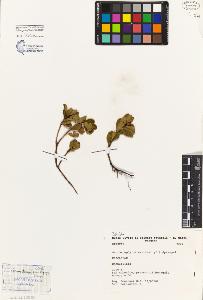 SW_BNB_s3080-01338_IMG-0000000001
