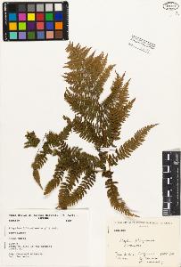 SW_BNB_s3080-01495_IMG-0000000001