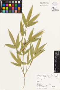 SW_BNB_s3080-01517_IMG-0000000001