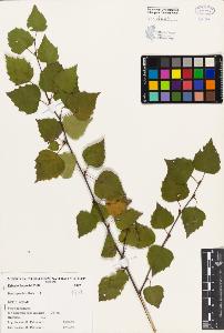 SW_BNB_s3080-01533_IMG-0000000001