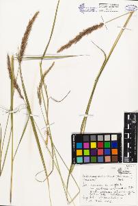 SW_BNB_s3080-01632_IMG-0000000001