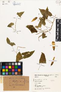 SW_BNB_s3080-01656_IMG-0000000001