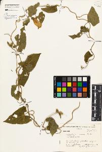 SW_BNB_s3080-01657_IMG-0000000001