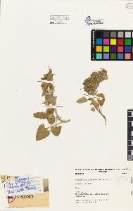 SW_BNB_s3080-01667_IMG-0000000001
