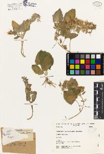 SW_BNB_s3080-01668_IMG-0000000001