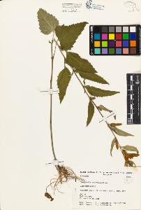 SW_BNB_s3080-01687_IMG-0000000001