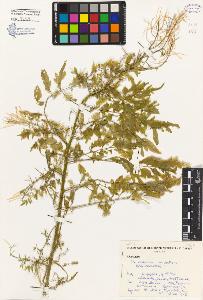 SW_BNB_s3080-01726_IMG-0000000001