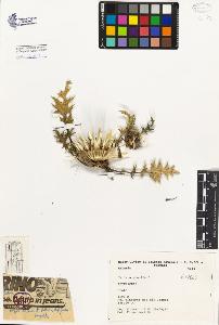 SW_BNB_s3080-01950_IMG-0000000001