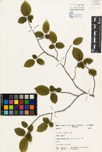 SW_BNB_s3080-01953_IMG-0000000001