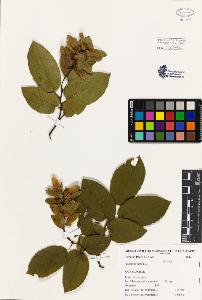 SW_BNB_s3080-01954_IMG-0000000001
