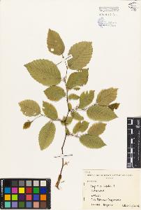SW_BNB_s3080-01956_IMG-0000000001