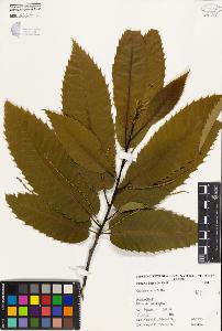 SW_BNB_s3080-01959_IMG-0000000001