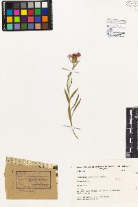 SW_BNB_s3080-01960_IMG-0000000001