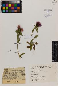 SW_BNB_s3080-01964_IMG-0000000001