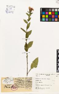 SW_BNB_s3080-01965_IMG-0000000001