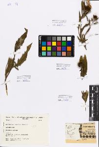 SW_BNB_s3080-01966_IMG-0000000001