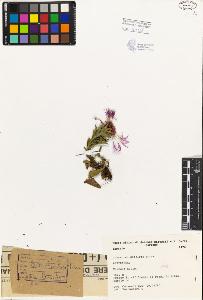 SW_BNB_s3080-01976_IMG-0000000001