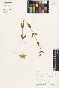 SW_BNB_s3080-01984_IMG-0000000001
