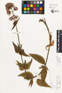 SW_BNB_s3080-01985_IMG-0000000001