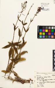 SW_BNB_s3080-01987_IMG-0000000001