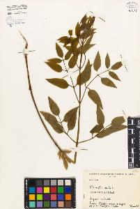SW_BNB_s3080-02084_IMG-0000000001