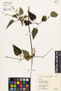 SW_BNB_s3080-02087_IMG-0000000001