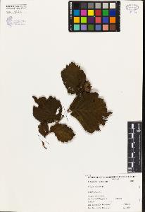 SW_BNB_s3080-02137_IMG-0000000001