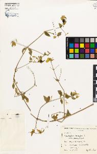 SW_BNB_s3080-02195_IMG-0000000001
