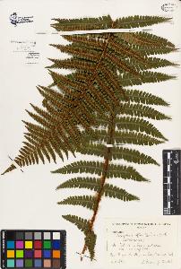 SW_BNB_s3080-02345_IMG-0000000001