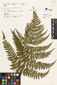 SW_BNB_s3080-02368_IMG-0000000001