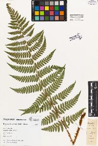 SW_BNB_s3080-02401_IMG-0000000001