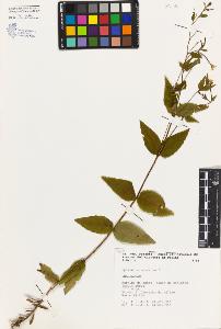 SW_BNB_s3080-02442_IMG-0000000001