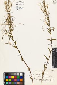SW_BNB_s3080-02447_IMG-0000000001