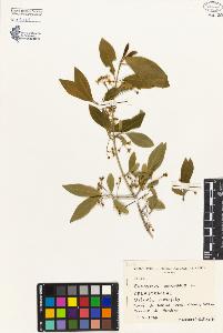 SW_BNB_s3080-02519_IMG-0000000001