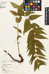 SW_BNB_s3080-02739_IMG-0000000001