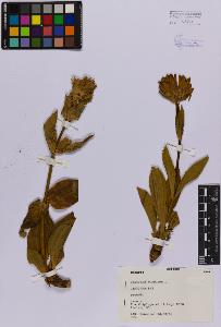 SW_BNB_s3080-02772_IMG-0000000001