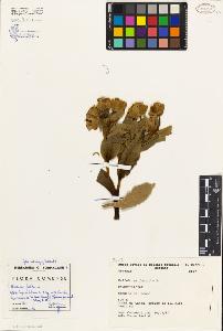 SW_BNB_s3080-02906_IMG-0000000001
