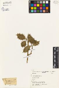 SW_BNB_s3080-03034_IMG-0000000001