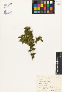 SW_BNB_s3080-03036_IMG-0000000001