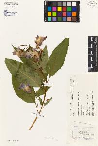 SW_BNB_s3080-03039_IMG-0000000001